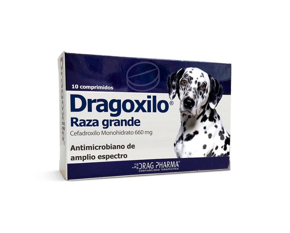 dragoxilo