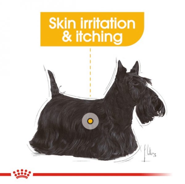 Royal canin mini dermacomfort2