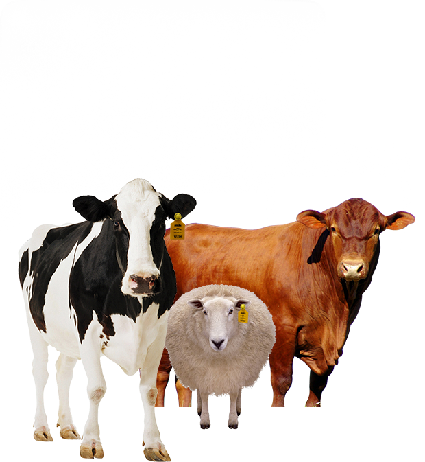 Ganado archivos - Agropets