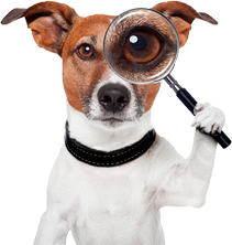 dog-ubicacion