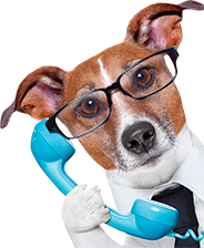 dog-whatsapp